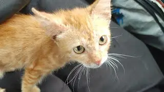 Rescued a baby cat at roadside its hungry for food to survive