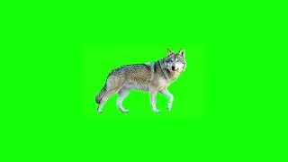 Realistic Wolf Walking Green Screen Effect 