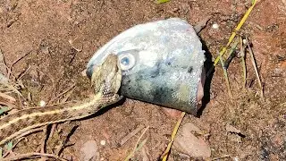 snake biting fish head just came out of lake #scary #snake #lake #fishing #shorts