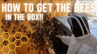 Capturing A Bee Swarm | Hive Maintenance | Homesteading VLOG