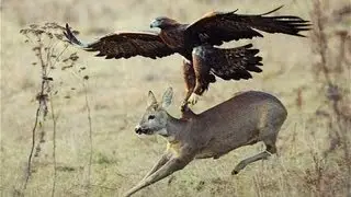 Deer Attacked By An Eagle !!