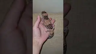 Гемитеконикс Бубляшик
