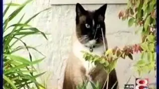 Cat Burglar Video