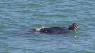 Leatherback Turtle