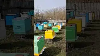ОБНОЖКА С МАТЬ-и-МАЧИХИ