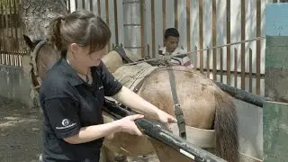World Horse Welfare Conference 2015 Introduction Film