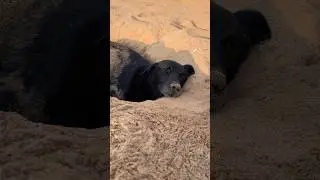 Summer holidays😎 #turkey #beach #travel #funnyshorts #funnyanimals #dog #животные #турция #собака