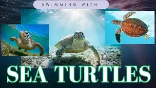 Swimming and Diving with Majestic GREEN SEA TURTLES | Ocean Adventures