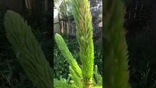 Строит новый дом 🪲