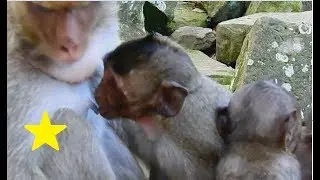 Poor baby Jessie hungry tooo much| Mummy not care her baby cos busy Catch Polly.