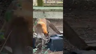 Beau Cougar's New Year Enrichment