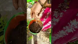 Vethalavalli kilangu health benefits 