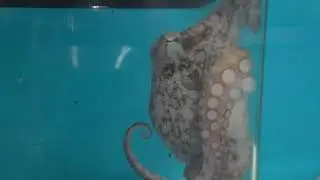 How to keep an Octopus as a pet.