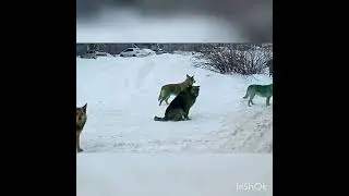 Внимание! Зеленые собаки. Бывает и такое.