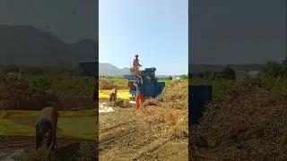 મગફળી ની ખેતી🥜 Thresar Machine 🔥 Mungafali Farming #agriculture #satisfying #farming #farmer #shot
