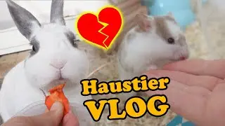 Haustier Vlog 🐹 Hamster Leben 🐰 Neuer Name Tiere für Kainchen💖 Hunde Spaziergang🐺 Youtuber Miyuki🎬