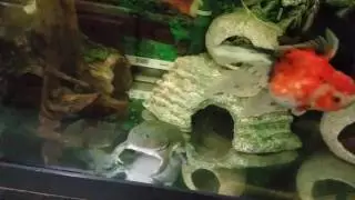 Frog eats mouse!