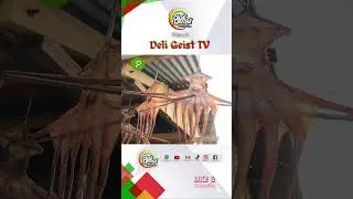 GURITA ASIN TANPA FORMALIN  #food #aceh #acehbesar #octopus #seafood