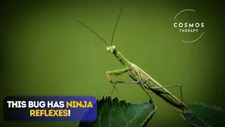 Amazing Facts About Mantis | The Masters of Stealth and Speed!