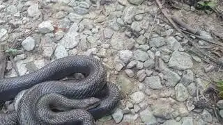 Kentucky Mammoth Cave region prairie kingsnake - 7 July 2024