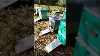 Взятка практически нет, а пчелки зимний запас подъедают. Контроль запаса корма в зиму обязателен