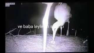 Leyleğin yumurtlama anı ve baba leyleğin sevinci..The moment of the stork's laying eggs