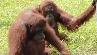 Orangutans Try to Eat Plastic Wrapper Found in Zoo
