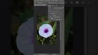 Ipomoea flower #shorts #ytshorts #trending #photoshop #viral #new #status #photoediting  #nature KEP