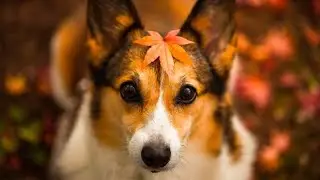 Funny dogs 😁 witty dogs 🤩