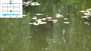 Романс черепахи Тортиллы укулеле с аккордами. Мы все поем с Жоркой!!!