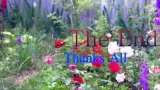 Our roses