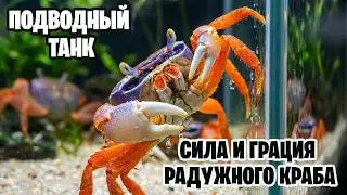 Why is the Rainbow Crab the coolest aquarium pet?