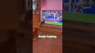 Cat Goalie Training Camp. Cute Kitty wants to play soccer with the futball team!#.