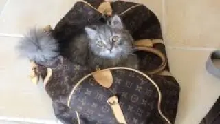 Stripper Tips: What's in my Stripper Bag?