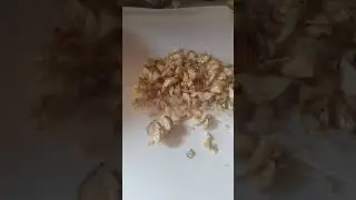 Champignons zu Hause züchten
