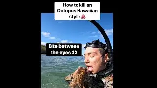THE MOST HUMANE WAY TO KILL AN OCTOPUS 