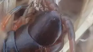 Scolopendra