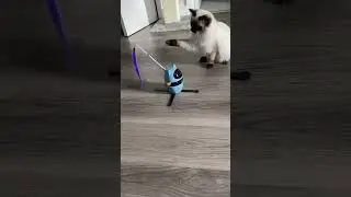 Felix is playing