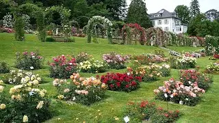 Top-selling varieties of the Floribunda group