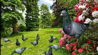 Sajna banke firu me to bahar!!!!!!  Sad Video Mixing (SVM)