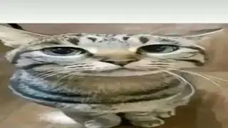 dinky song