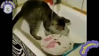 Кот Моет Посуду