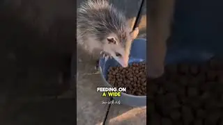 Here Are Some Facts About Opossums #viral #trending #facts #animalsvideo