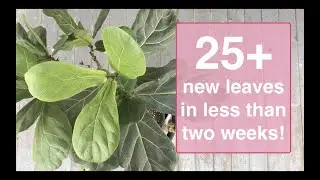 The Fiddle Leaf Furtilizer That's Giving Me Heart Eyes!