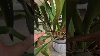 How to Tell When Your Orchid Needs Watering 💧💦 #orchidcare