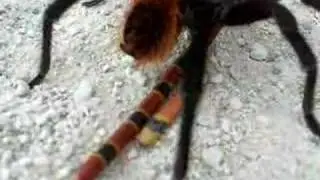 tarantula vs coralsnake