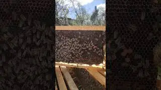НОВАЯ КОРОЛЕВА ПЧЕЛ
