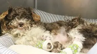 Rescue dog Otis gets his second chance at PAWS!