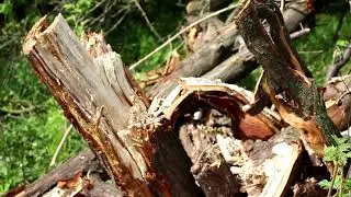 Кому належить яблуневий сад на Самбірській?! Дрогобич