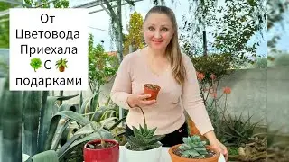 Посадка-Болталка🌵 Подарочки 